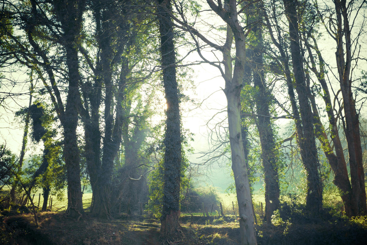Sunlight filtering through a wooded forest for a guide to forest-inspired candle fragrance.