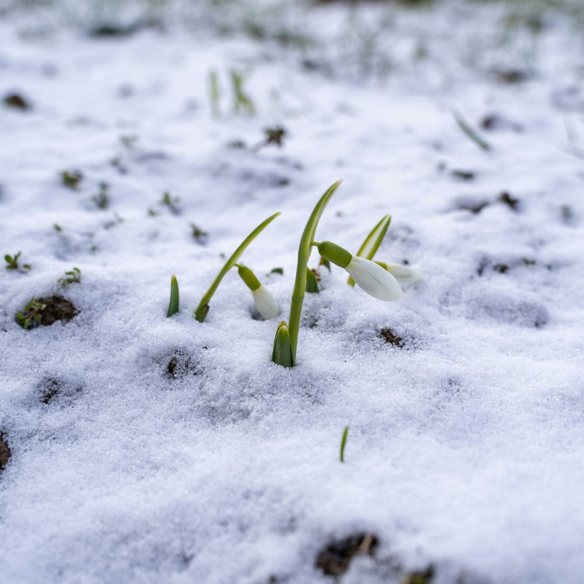 The Science of Spring: How Nature’s Renewal Affects Us